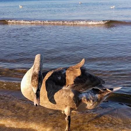 Amber - Porta Mare - Sloneczne Tarasy *