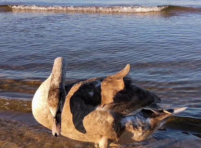 Amber - Porta Mare - Sloneczne Tarasy *